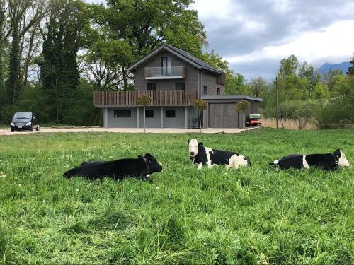 three cows laying in the grass in front of a house at Swiss Lake Lodge in Noville