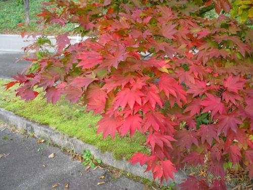 a tree with red leaves on the side of a street at Bunanoyado Koase in Aga