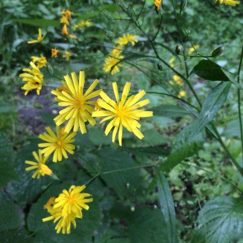  ECO-RESORT LORRET -  Room  picture :   Tea/Coffee maker    Minibar    Shower                           
