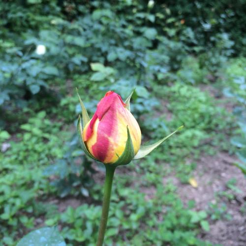  ECO-RESORT LORRET -  Room  picture :   Tea/Coffee maker    Minibar    Shower                           