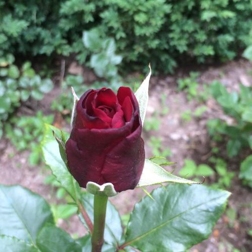  ECO-RESORT LORRET -  Room  picture :   Tea/Coffee maker    Minibar    Shower                           