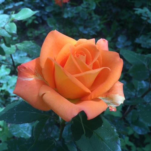  ECO-RESORT LORRET -  Room  picture :   Tea/Coffee maker    Minibar    Shower                           