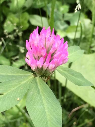  ECO-RESORT LORRET -  Room  picture :   Tea/Coffee maker    Minibar    Shower                           