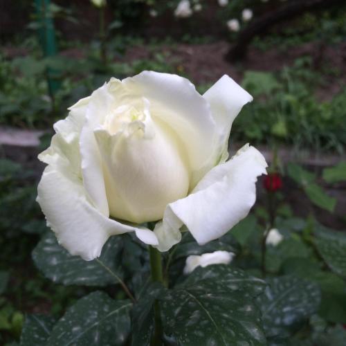  ECO-RESORT LORRET -  Room  picture :   Tea/Coffee maker    Minibar    Shower                           