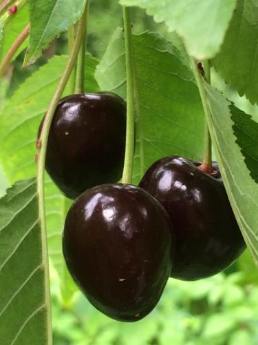  ECO-RESORT LORRET -  Room  picture :   Tea/Coffee maker    Minibar    Shower                           
