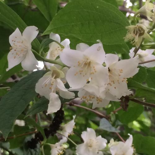  ECO-RESORT LORRET -  Room  picture :   Tea/Coffee maker    Minibar    Shower                           