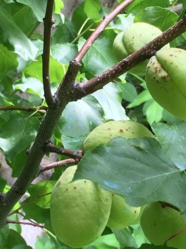  ECO-RESORT LORRET -  Room  picture :   Tea/Coffee maker    Minibar    Shower                           