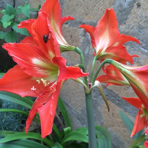  ECO-RESORT LORRET -  Room  picture :   Tea/Coffee maker    Minibar    Shower                           