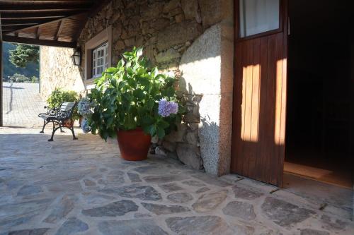 a plant in a pot next to a building at Alojamento Santa Clara in Manteigas