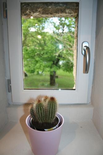 a cactus in a pot in front of a window at Le domaine des rouges queues in Châteaudouble
