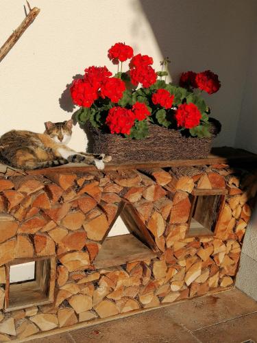 a cat laying on a brick fireplace with flowers at Ferienhof Kleber Bauernhof - mit KönigsCard in Seeg