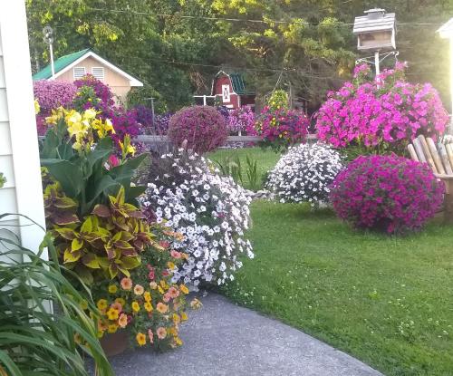 Sunset Motel at Armand's Gardensにある庭