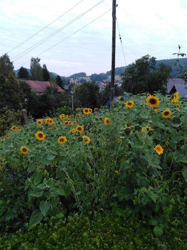 a field of sunflowers on the side of a road at Landpension Haupt in Sebnitz