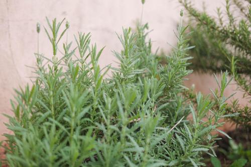 a green plant in front of a wall at Dúplex Confort in Posadas
