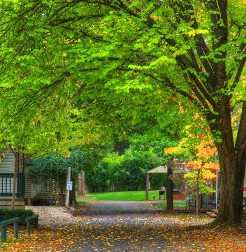 a tree with leaves on the ground in a park at Bright Accommodation Park in Bright