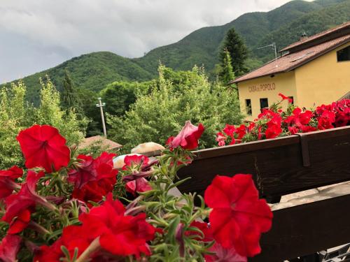 a bunch of red flowers in a wooden box at B&B La Piazzetta in Castiglione dei Pepoli