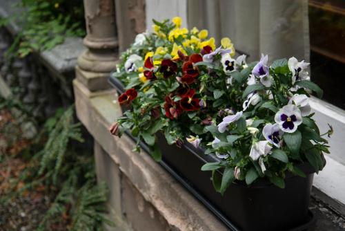 a pot of colorful flowers on a window sill at Georgian House in Edinburgh