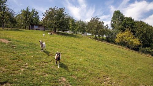 Afbeelding uit fotogalerij van Ferienhof Brutoni in Bad Peterstal-Griesbach