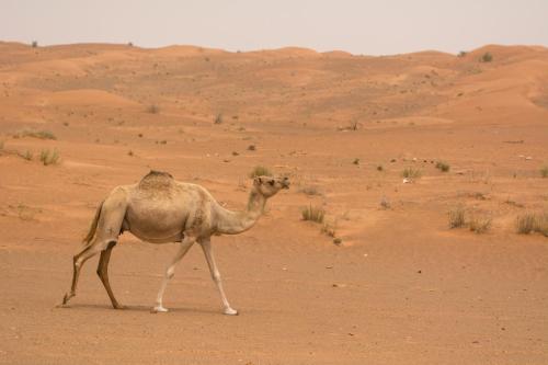 a camel walking in the desert at Mysk Al Faya Retreat in Sharjah