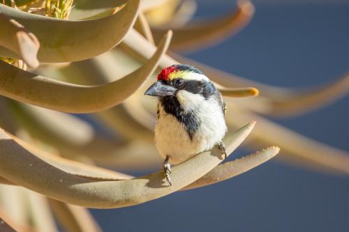 a small bird perched on a plant at Daberas Guest Farm in Augrabies