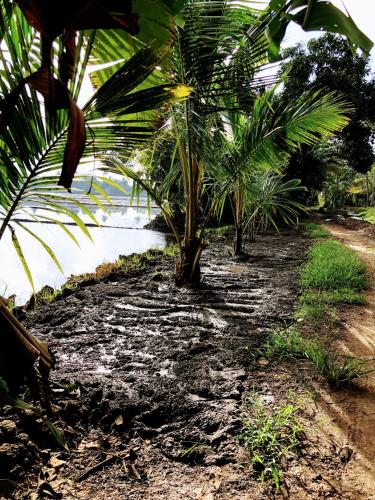 a group of palm trees on a dirt road at Ayana's Homestay in Alleppey