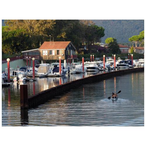 a dog swimming in the water near a marina at Michelangelo rta in Cinquale