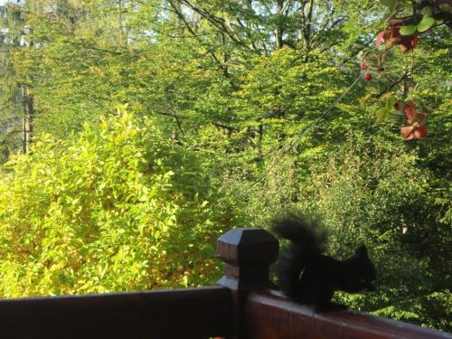 a black squirrel sitting on top of a fence at U Wujcia in Wisła