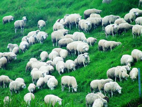 a herd of sheep grazing in a field of grass at Formosa Vacation Village Homestay in Renai