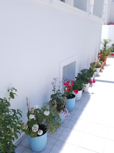 a row of potted plants on a white wall at Pension Ptolemeos in Fira