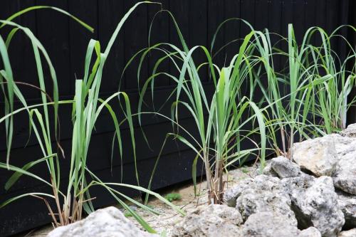 a group of tall green plants next to rocks at 檸檬草ー奄美の自然の香る宿ー in Amami
