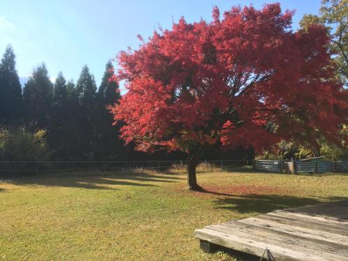 a tree with red leaves next to a wooden bench at A private retreat Cotton Club Cottage in Takamori