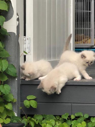 three white kittens sitting on a window ledge at The Great Wall Box House - Beijing in Miyun
