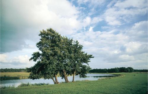 Boshut – Photos 5