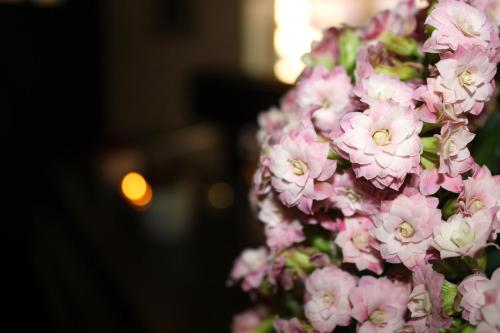 a bunch of pink flowers on a wall at Hotel Restaurant Am Kring in Vreden