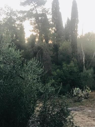 a group of trees and bushes in a field at Terpsichore Boutique Appartments in Dassia