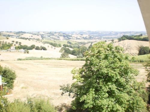 a tree in the middle of a field at Oak Tree in Montefelcino
