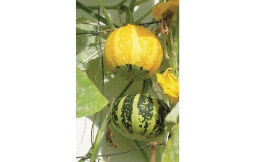 two melons are hanging from a plant at Holiday Home Gunnarstorp Vessigebro in Vessigebro