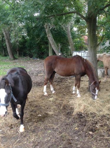 a horse standing next to a horse eating hay at Familien- und Aparthotel Strandhof in Butjadingen OT Tossens