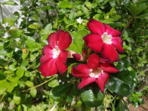 two red flowers on a bush with green leaves at Los Milagros Hotel in Cabo San Lucas