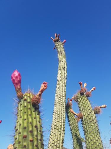 three saguaro cacti standing next to each other at Los Milagros Hotel in Cabo San Lucas
