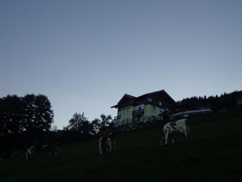 a group of cows grazing in a field in front of a house at Bauernhof Unterbichl in Flachau