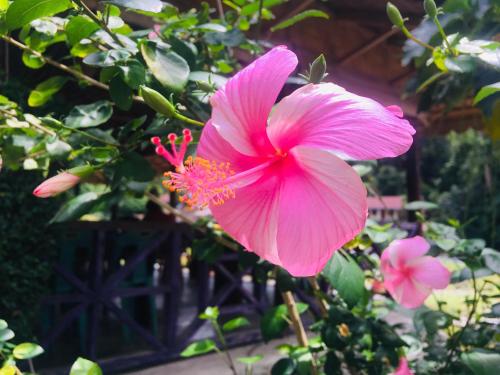 a pink flower is growing on a plant at Sahnan Guest House in Bukit Lawang