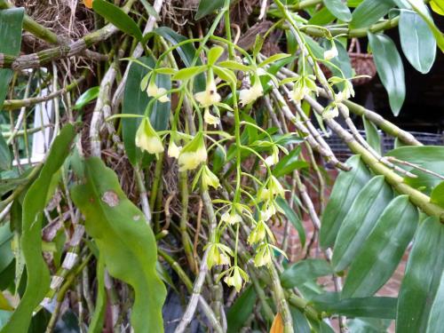 a bunch of bananas hanging from a tree at El Refugio in Foz do Iguaçu