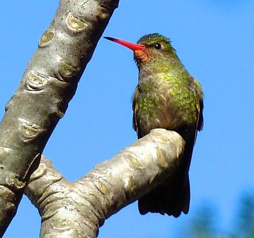 a bird with a red beak sitting on a tree branch at El Refugio in Foz do Iguaçu
