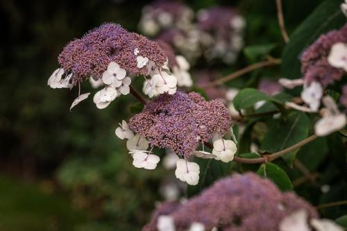 a bunch of purple and white flowers on a plant at Boutiquehotel 't Fraeyhuis - adults only in Bruges