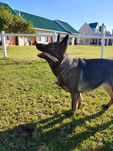 a dog standing in the grass with a frisbee in its mouth at TNiqua Stable Inn in Plettenberg Bay