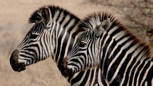two zebras are standing next to each other at Cradle Boutique Hotel in Lanseria