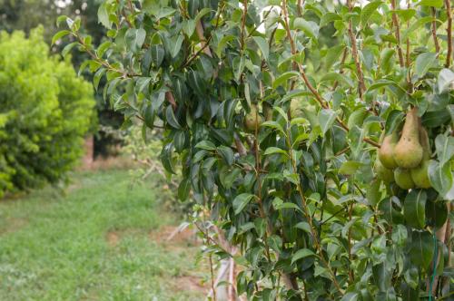 a bunch of green papaya hanging from a tree at Agriturismo N'Uova Campagna in Bologna