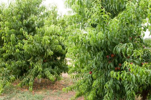 a row of trees with red cherries in them at Agriturismo N'Uova Campagna in Bologna