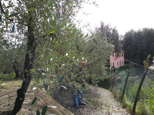 a tree in a garden next to a fence at Podere Il Leccione in Palaia